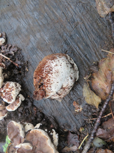 ファイル 3887-5.jpg