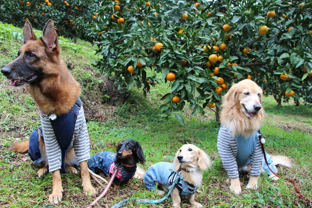 ファイル 3900-1.jpg