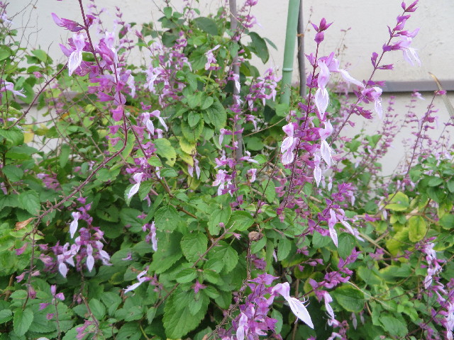 ファイル 3921-1.jpg