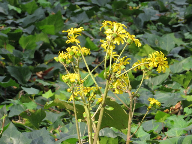 ファイル 3921-3.jpg