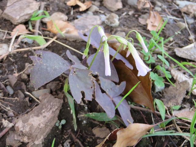 ファイル 3921-4.jpg