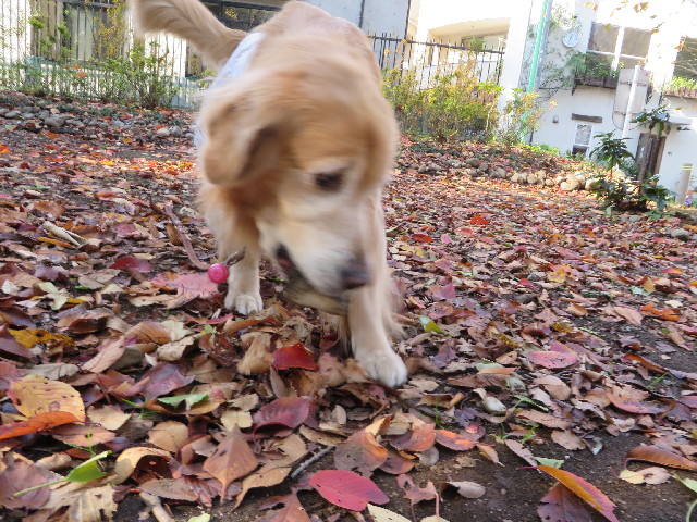 ファイル 3929-2.jpg