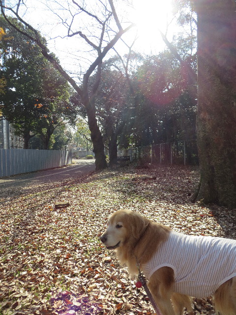 ファイル 3929-3.jpg