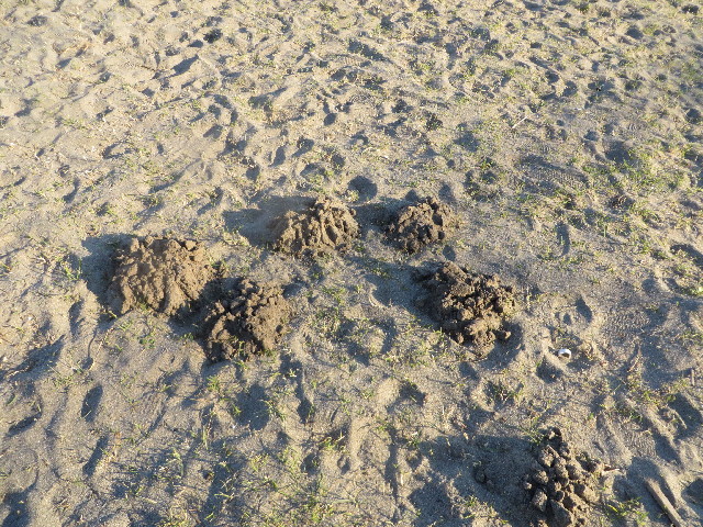 ファイル 3933-1.jpg