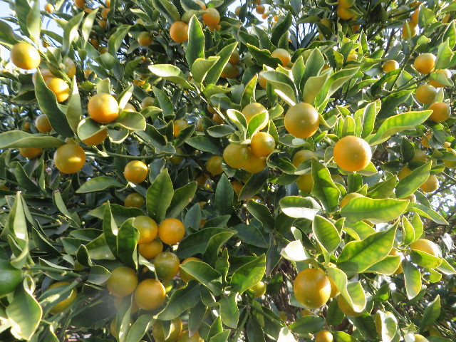 ファイル 3936-2.jpg