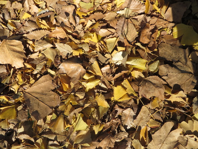 ファイル 3955-1.jpg