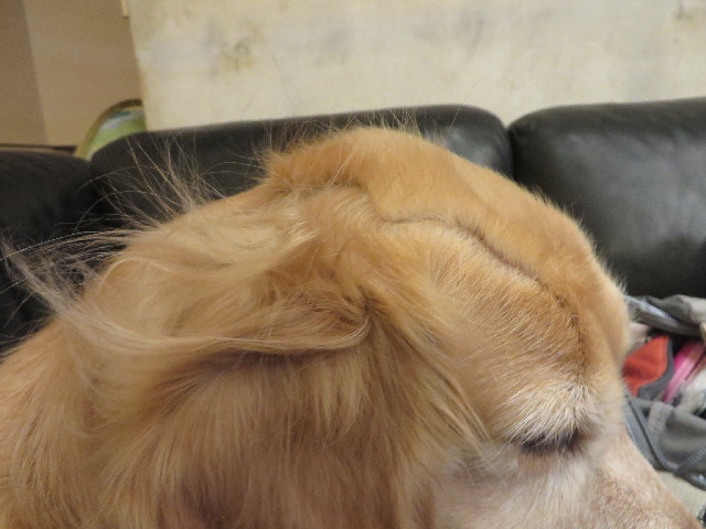 ファイル 3958-1.jpg