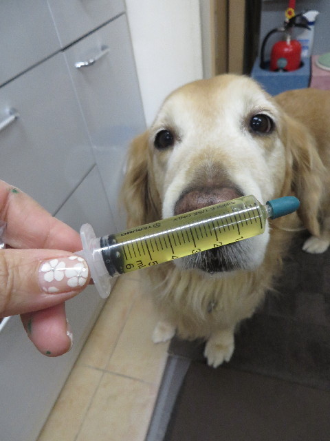 ファイル 3962-1.jpg