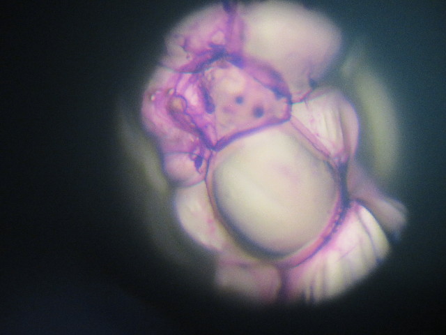 ファイル 3964-2.jpg