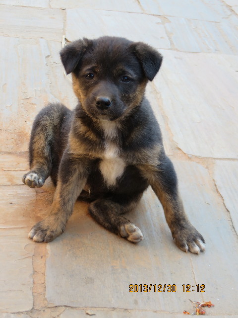 ファイル 3991-5.jpg