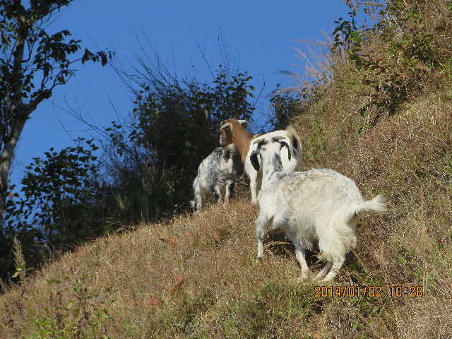 ファイル 4049-3.jpg