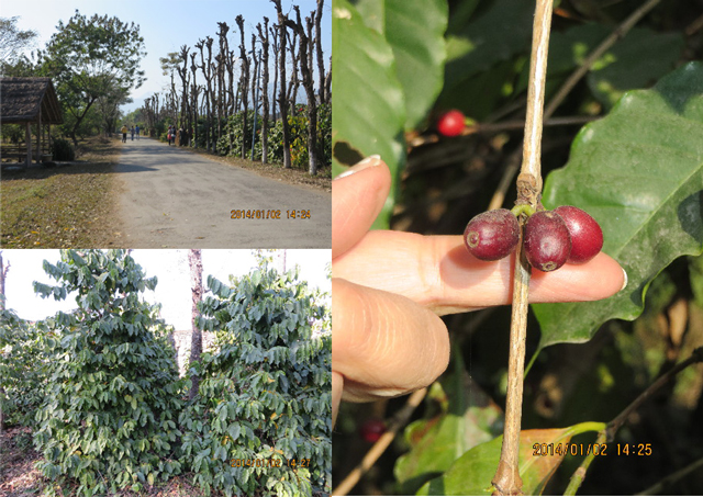 ファイル 4056-2.jpg