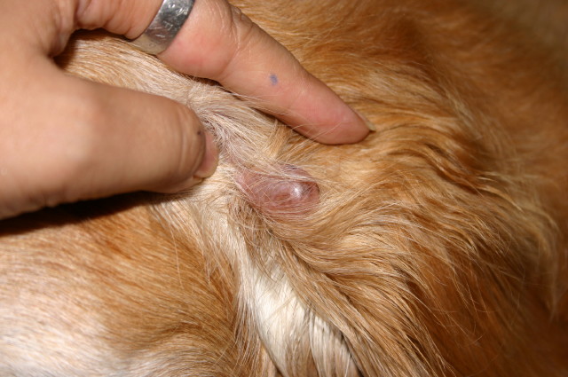 ファイル 407-1.jpg