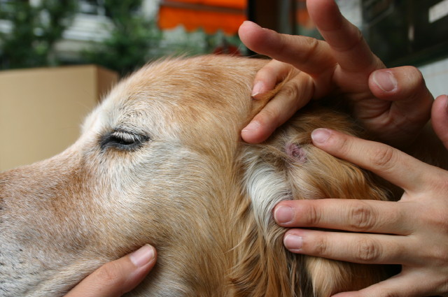 ファイル 407-3.jpg