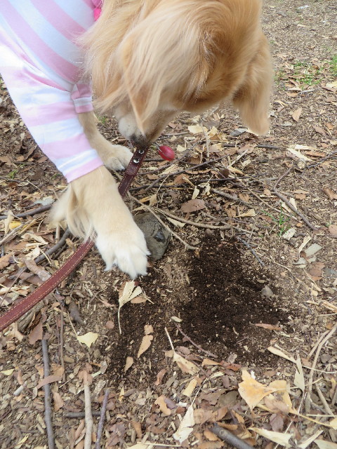 ファイル 4082-2.jpg