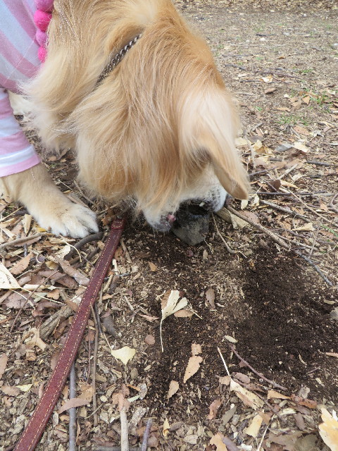 ファイル 4082-3.jpg