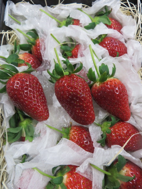 ファイル 4096-3.jpg