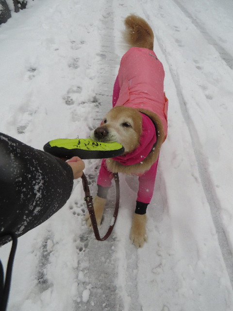 ファイル 4101-1.jpg