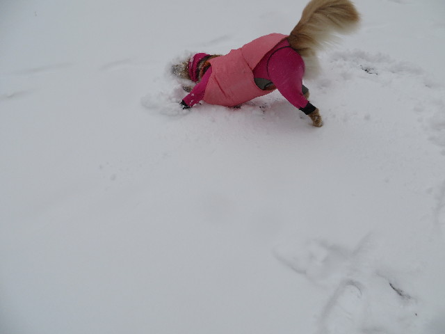 ファイル 4101-2.jpg