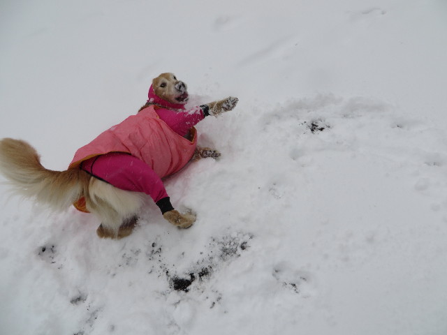 ファイル 4101-3.jpg