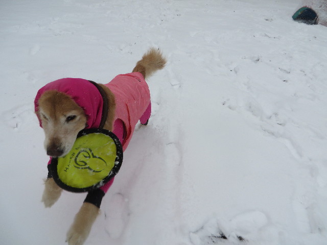 ファイル 4101-4.jpg