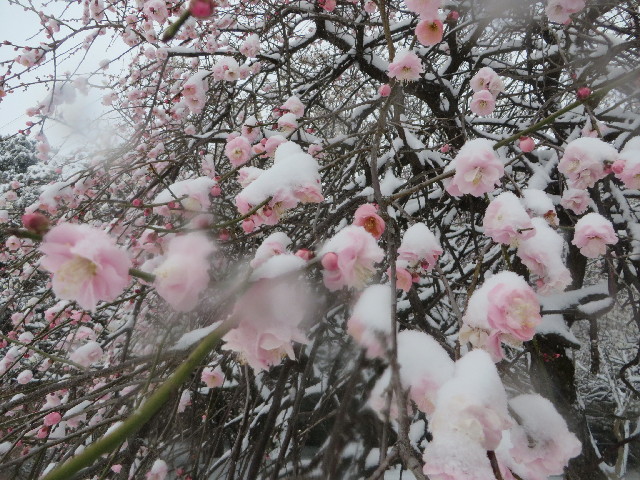 ファイル 4104-2.jpg