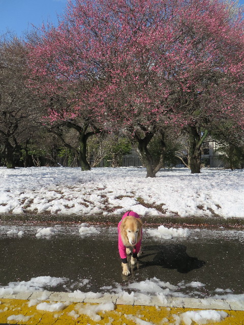 ファイル 4110-4.jpg