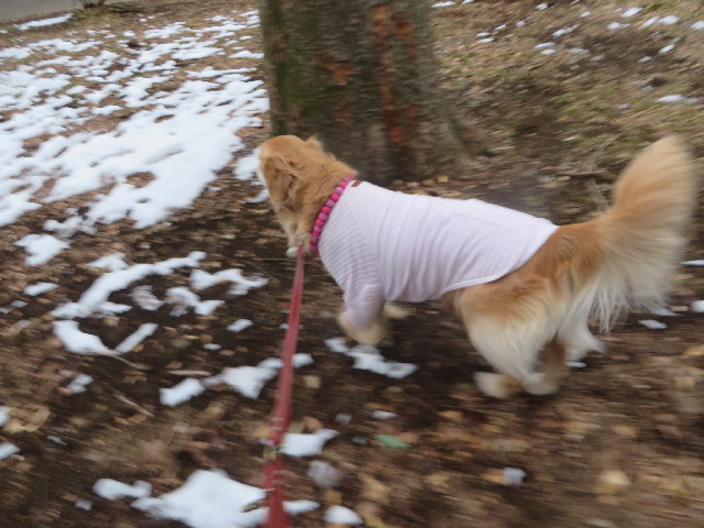 ファイル 4114-2.jpg