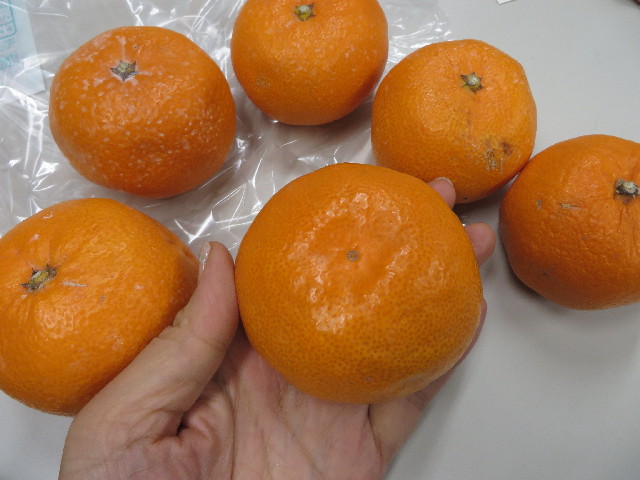 ファイル 4116-3.jpg