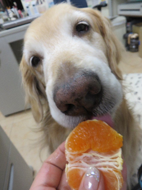 ファイル 4116-4.jpg