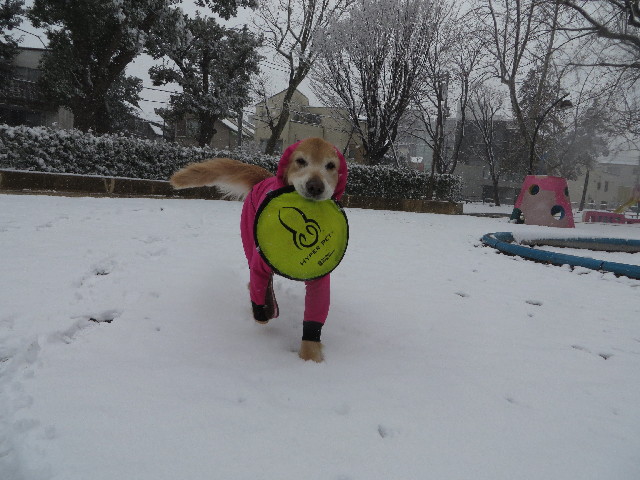 ファイル 4119-3.jpg