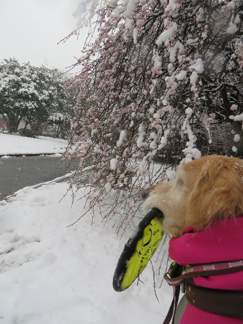 ファイル 4120-2.jpg