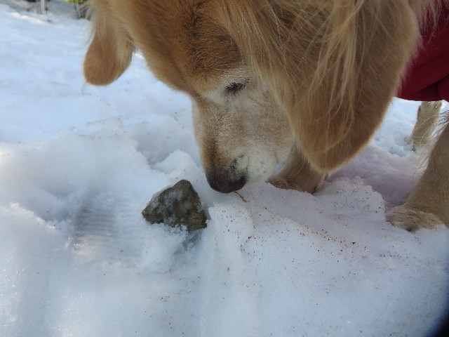 ファイル 4125-2.jpg