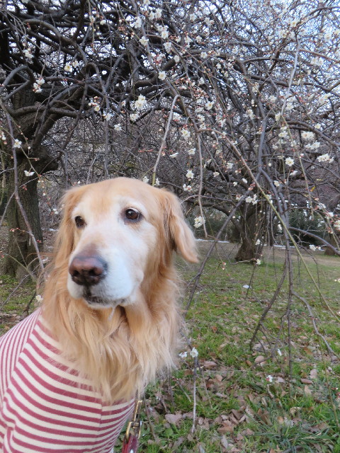 ファイル 4131-4.jpg