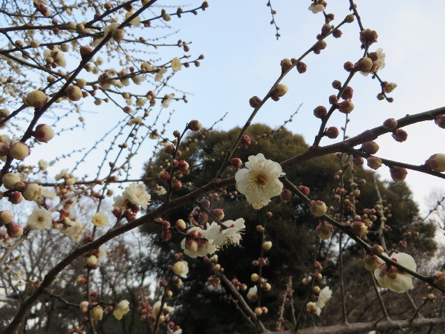 ファイル 4132-2.jpg