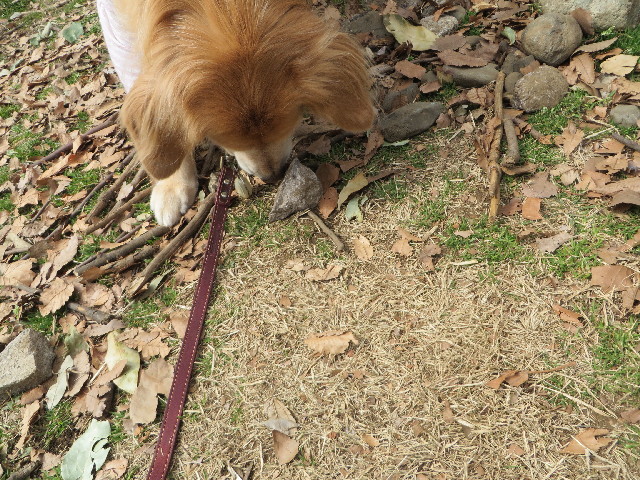 ファイル 4136-1.jpg