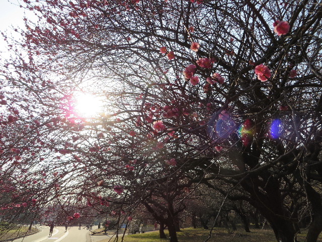 ファイル 4140-3.jpg