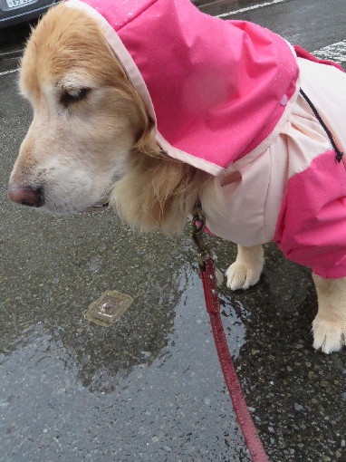 ファイル 4153-3.jpg