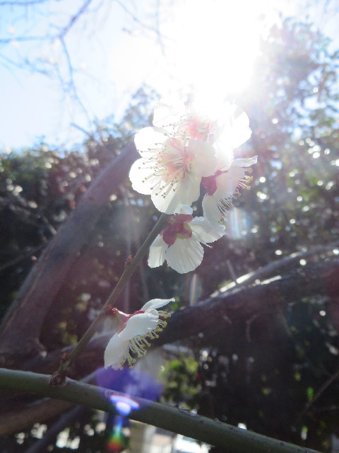 ファイル 4155-2.jpg