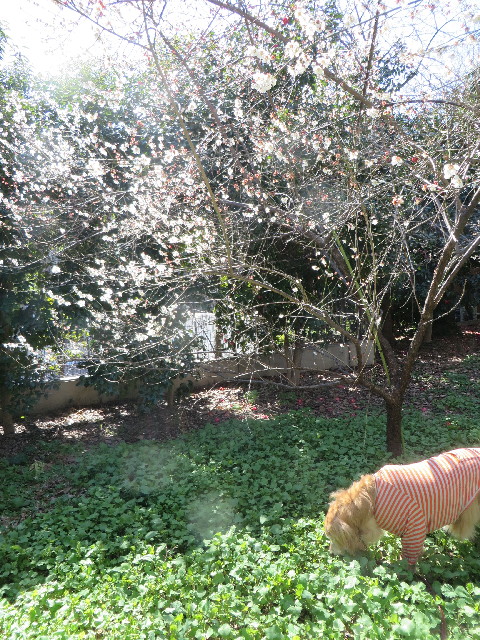 ファイル 4155-4.jpg