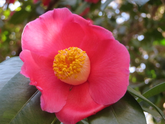 ファイル 4156-1.jpg