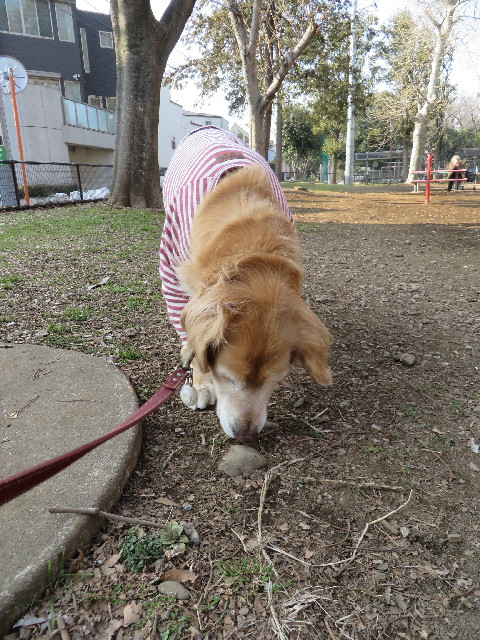 ファイル 4159-1.jpg