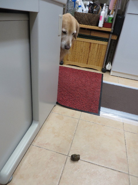 ファイル 4160-2.jpg