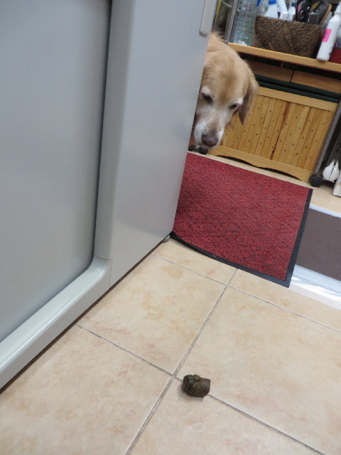 ファイル 4160-4.jpg