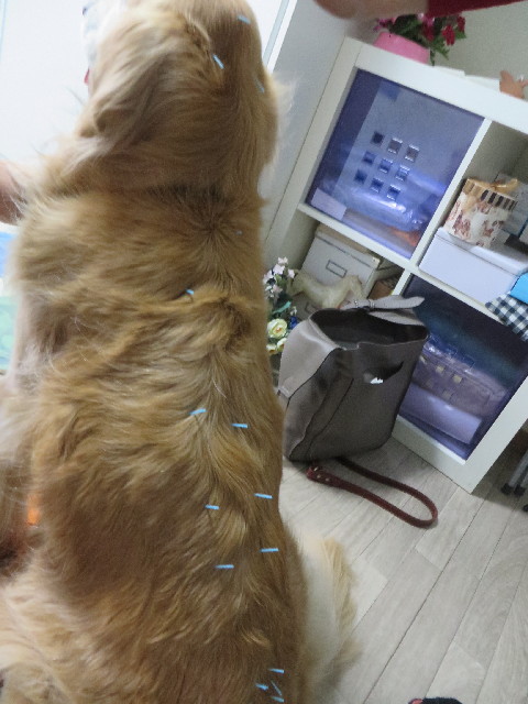 ファイル 4167-4.jpg