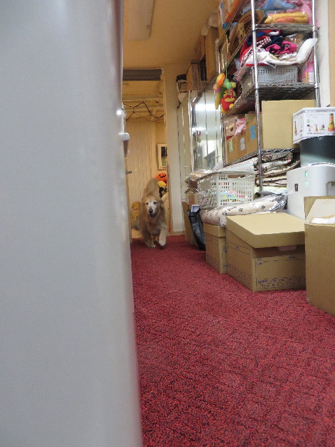 ファイル 4173-1.jpg