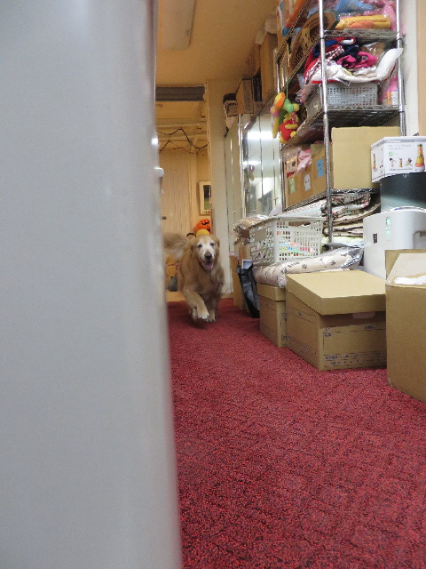 ファイル 4173-2.jpg