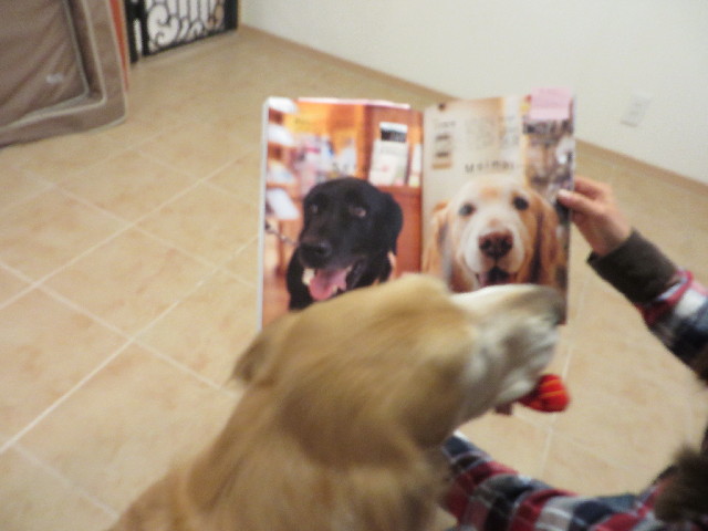 ファイル 4174-2.jpg