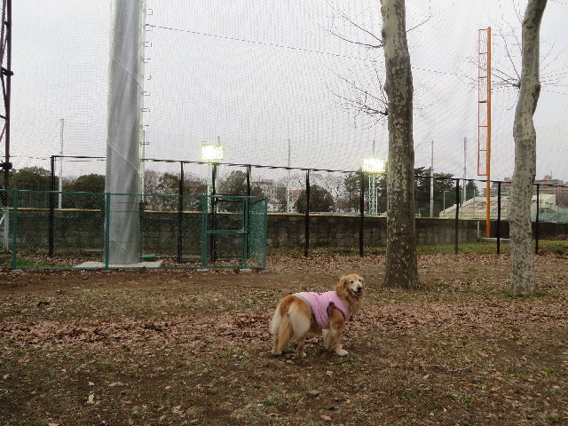 ファイル 4179-1.jpg