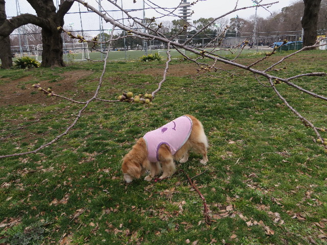 ファイル 4180-1.jpg